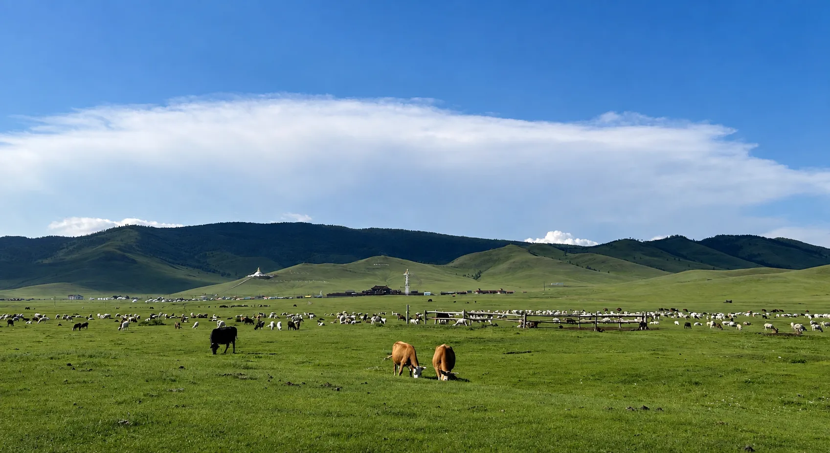 Herds grazing on green steppe below rolling hills, a monastery in the distance