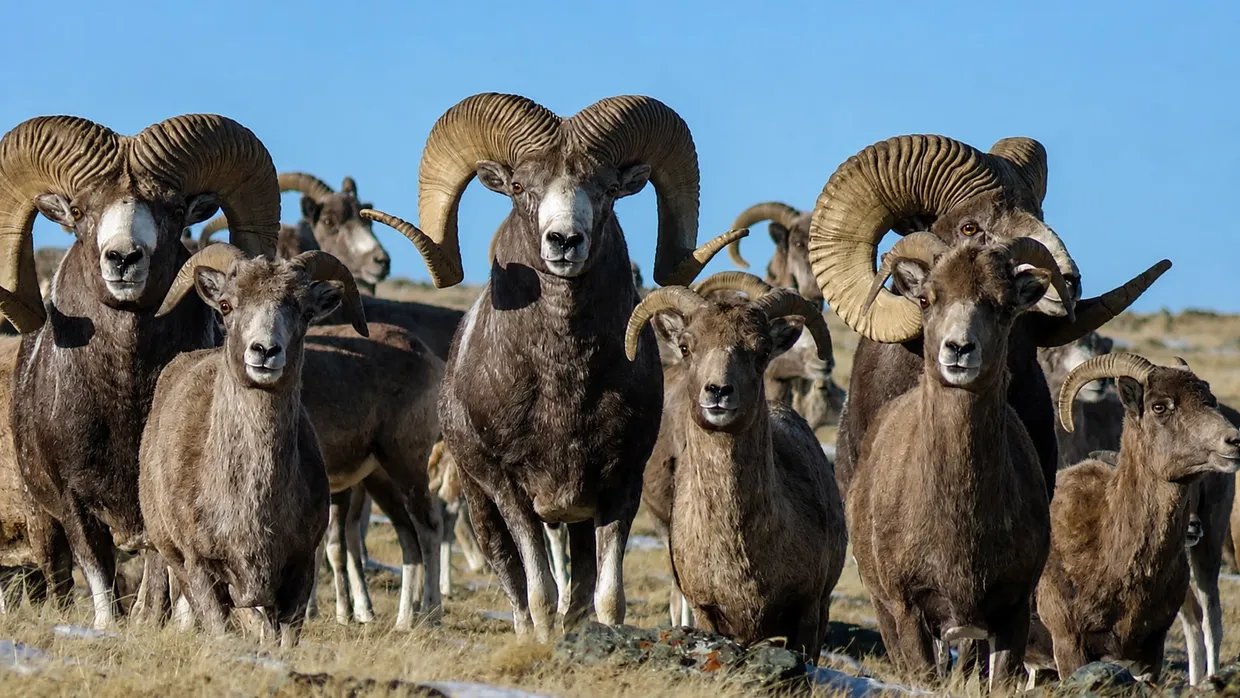A herd of argali rams on dry grass under a clear sky