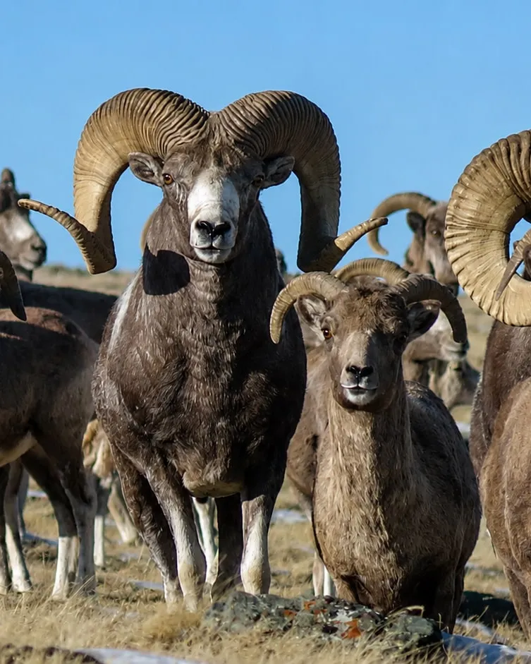 A herd of argali rams on dry grass under a clear sky