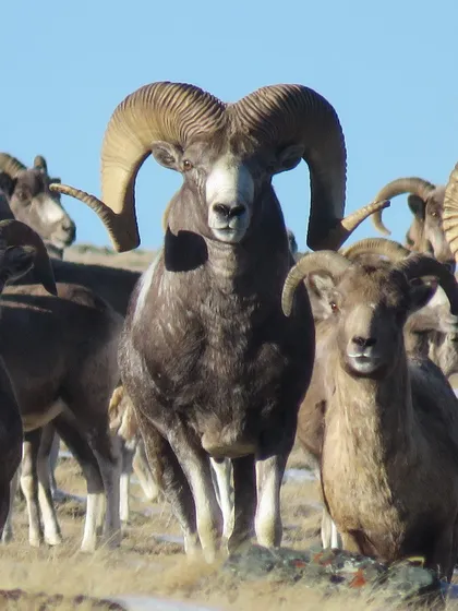 Argali