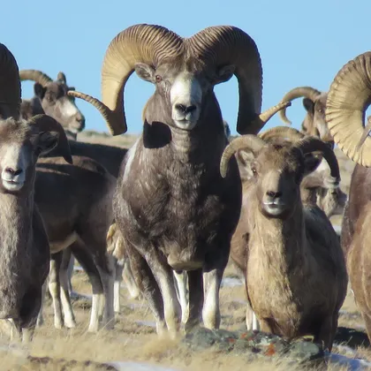 Argali