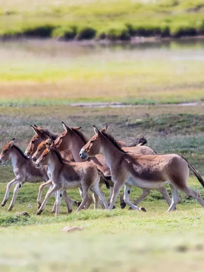 Asiatic wild ass