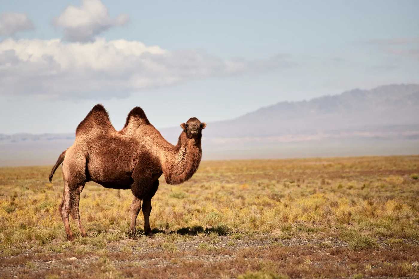 A Bactrian camel standing on dry steppe below a range