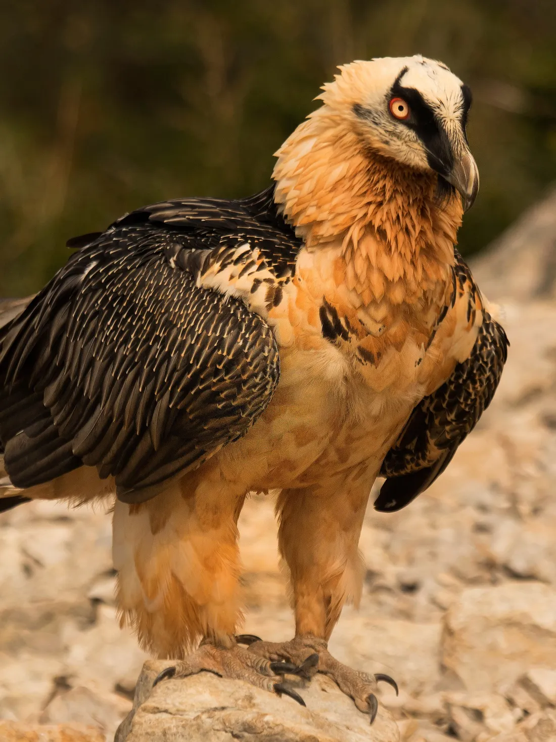 A bearded vulture
