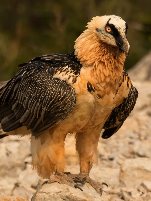Bearded vulture