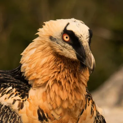 Bearded vulture
