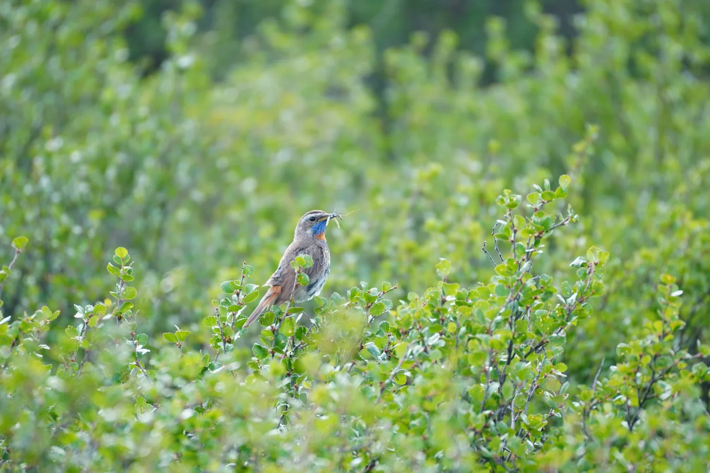 A bird calling from the top of a scrub bush