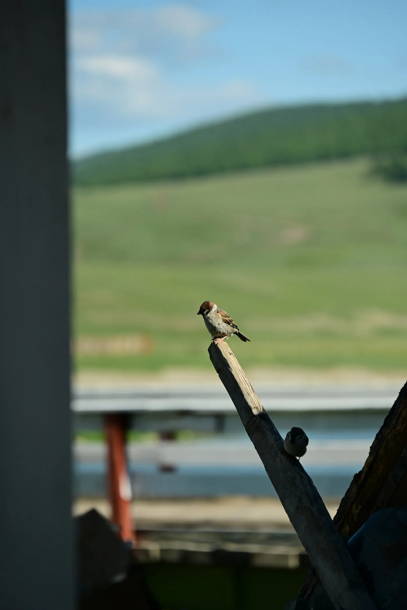 A small bird perched on a wooden post above a lake