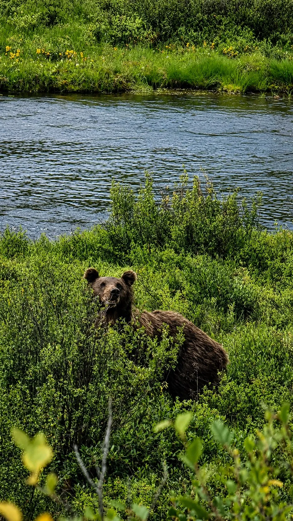 A brown bear in willow scrub with a river behind