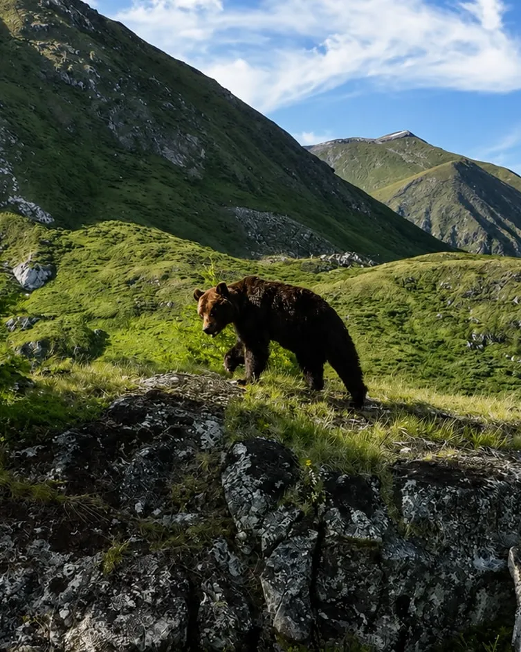 A brown bear on a ridge above the Khövsgöl mountains