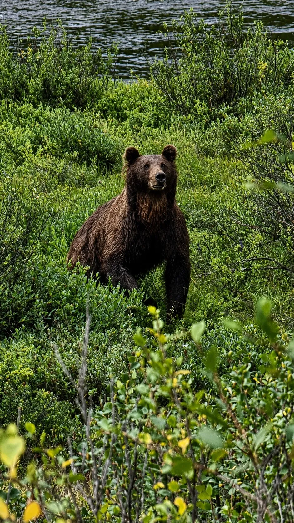 A brown bear standing in low scrub above a river
