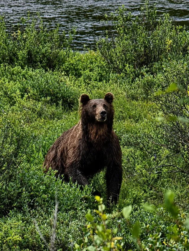 Brown bear