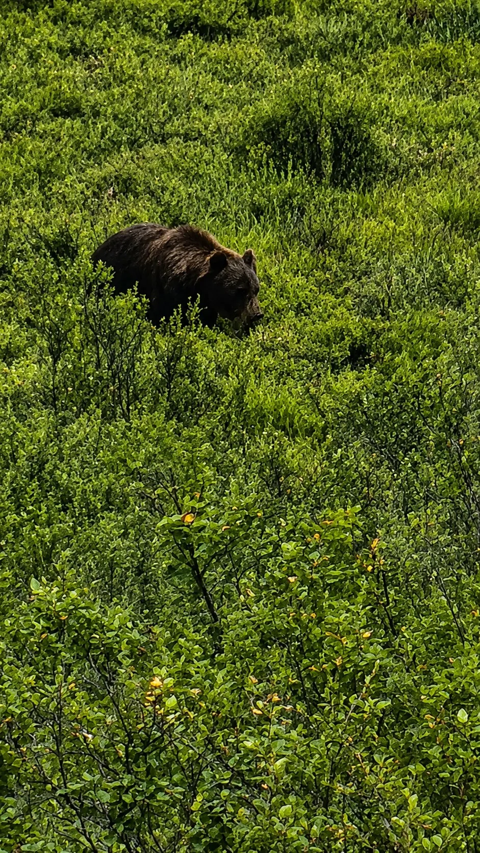 A brown bear walking through dense scrub