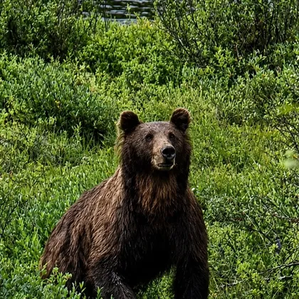 Brown bear