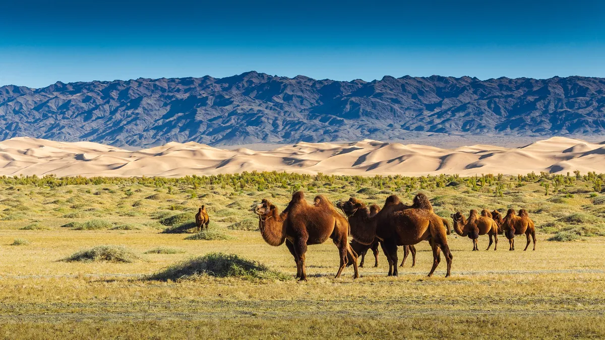 Bactrian camels on the plain below the dunes and the mountains