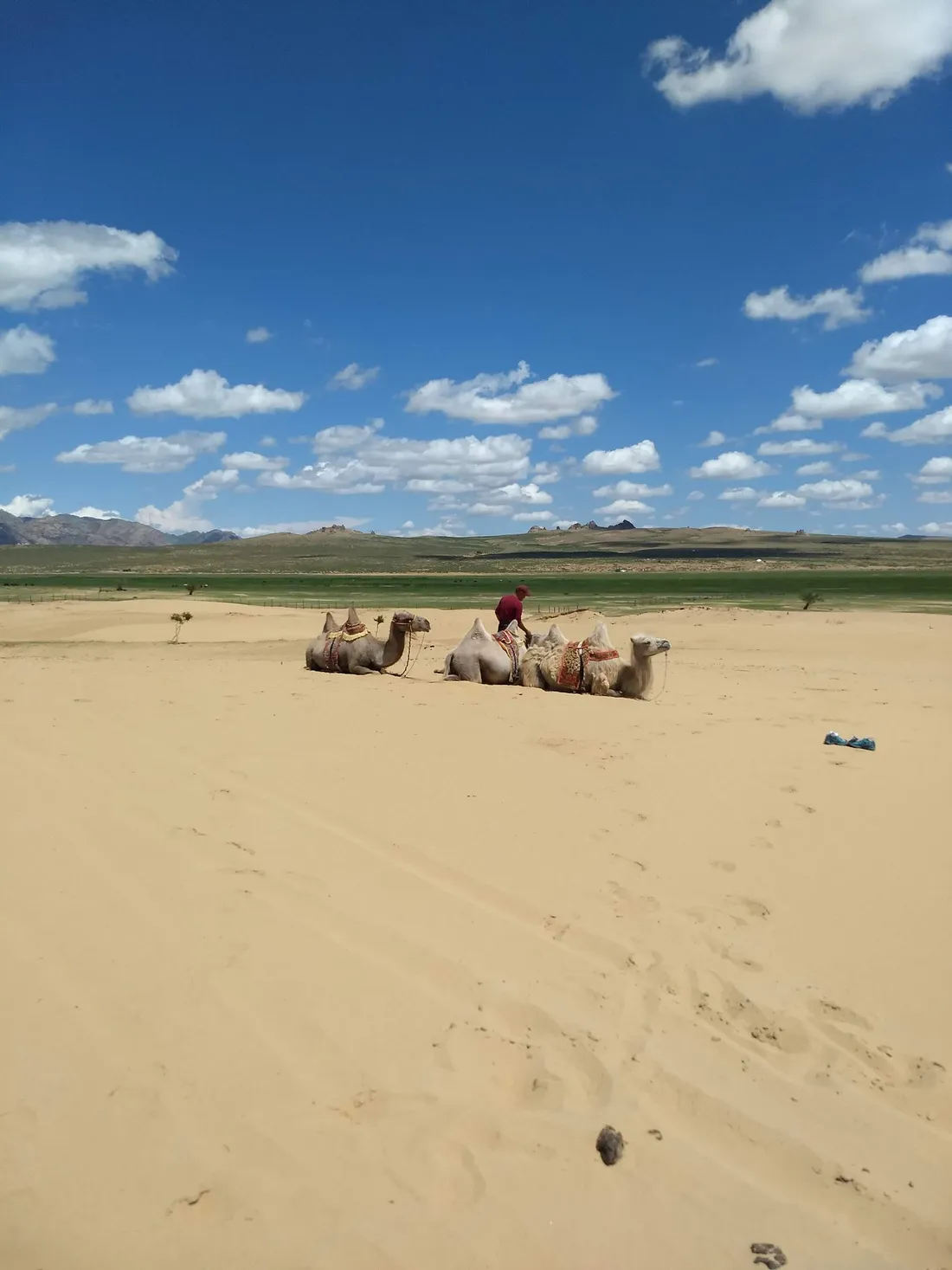 Camels resting in a sand basin under a blue sky