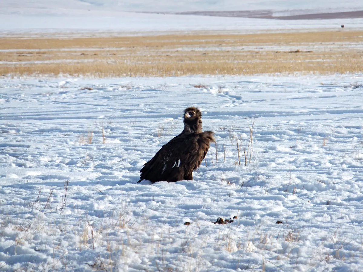 A cinereous vulture standing on snow-covered steppe