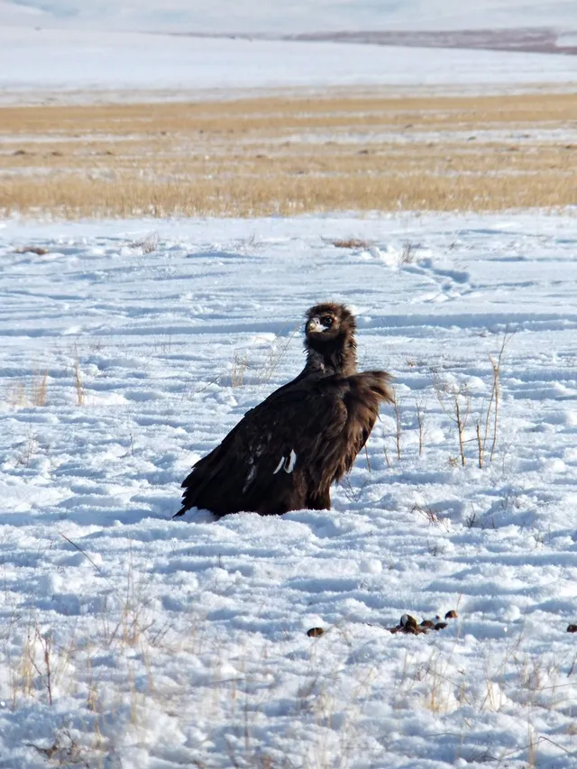 Cinereous vulture