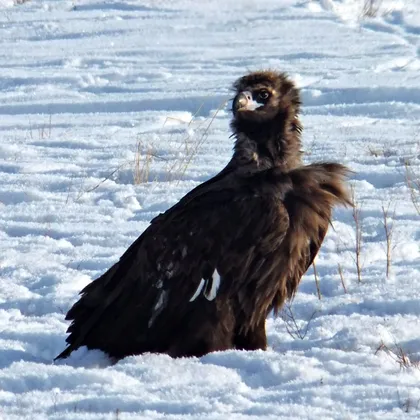 Cinereous vulture