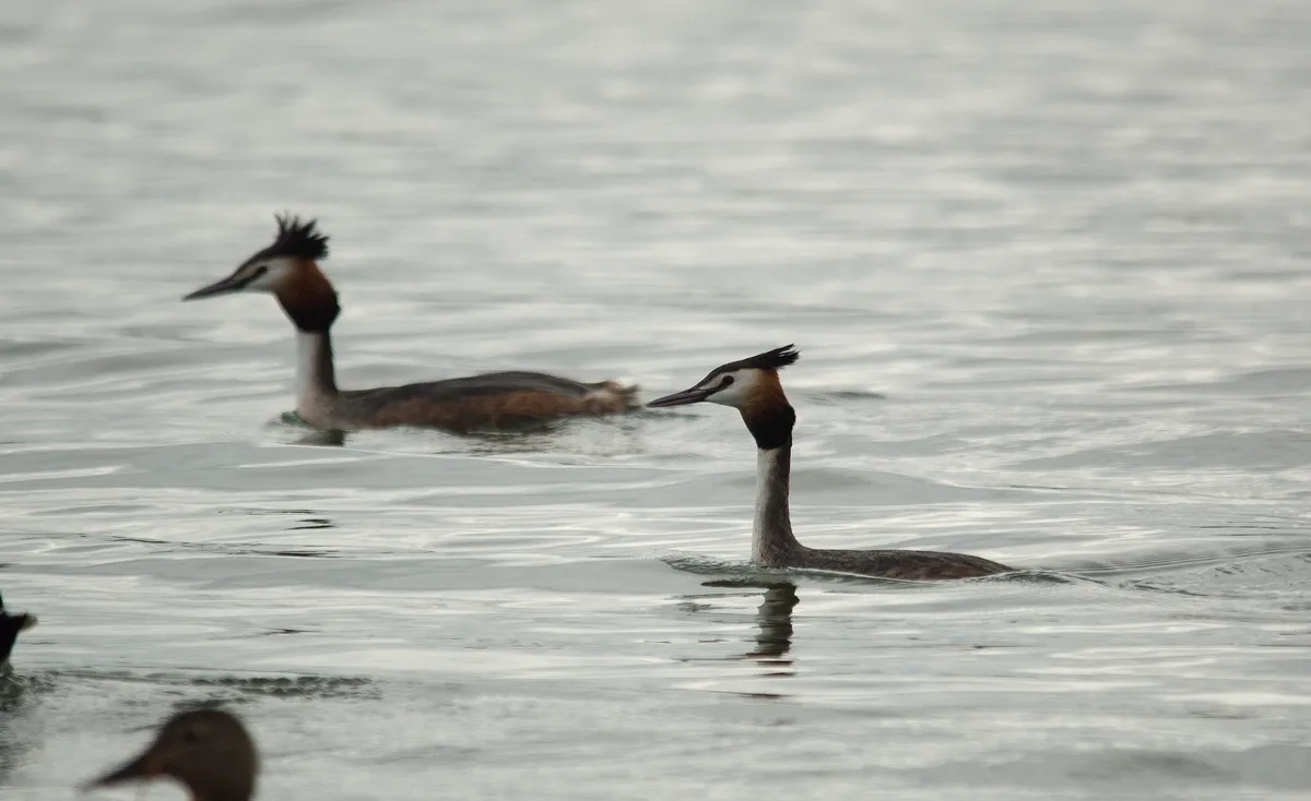 Two great crested grebes on open water