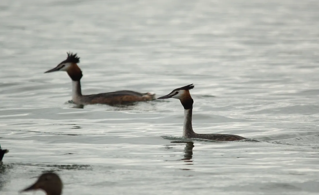Two great crested grebes on open water