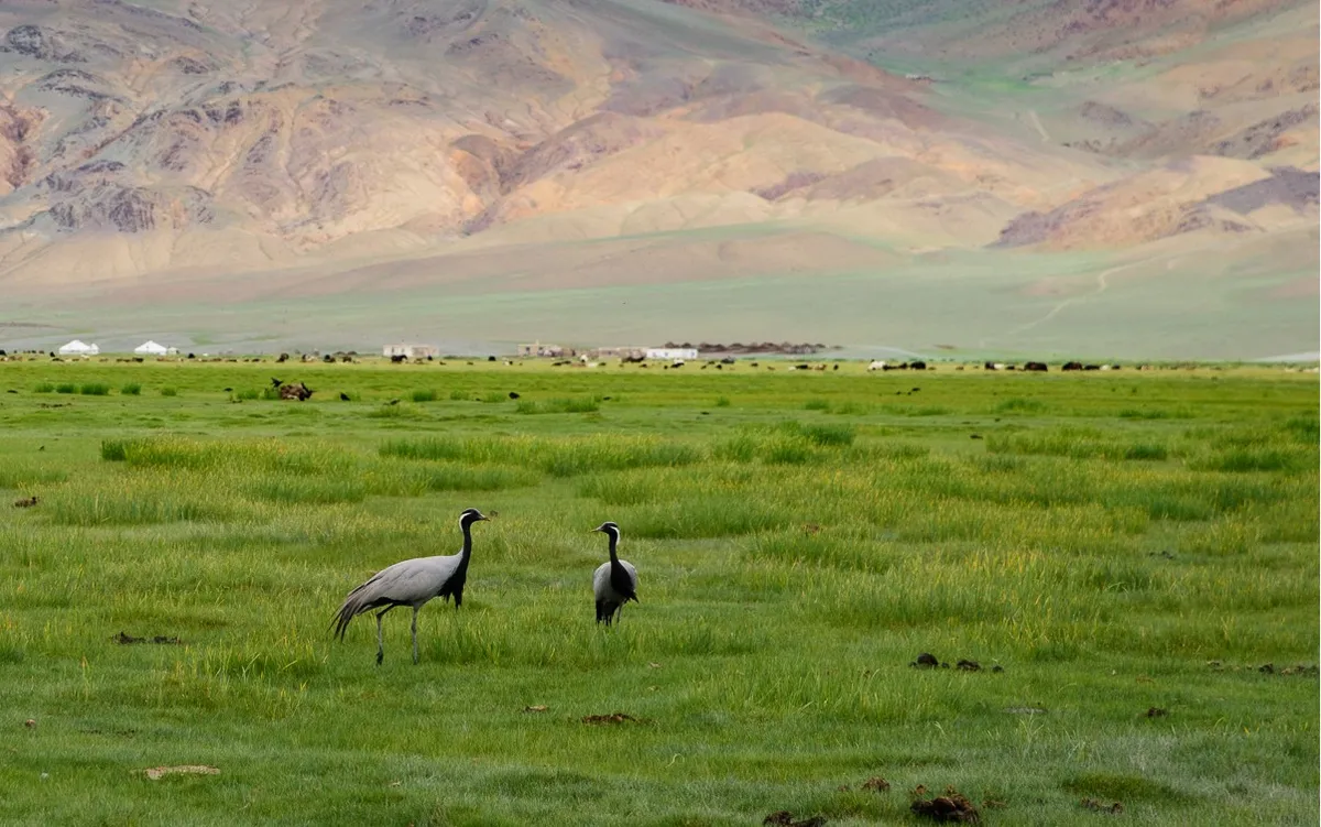 Two demoiselle cranes on green steppe below a mountain range