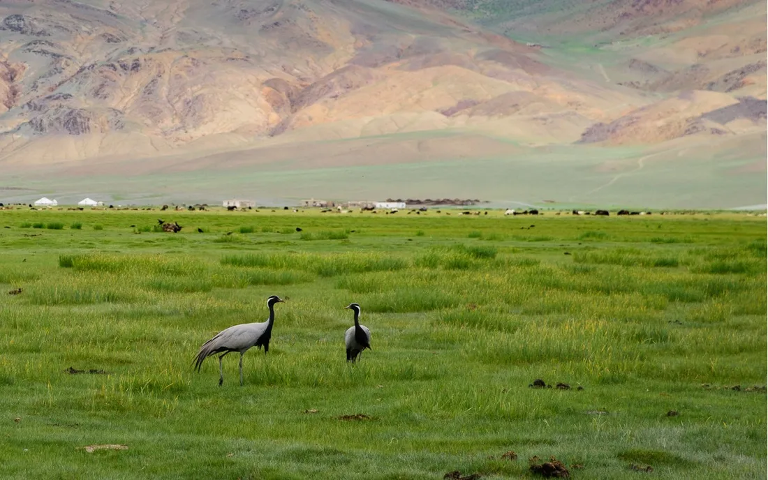 Two demoiselle cranes on green steppe below a mountain range