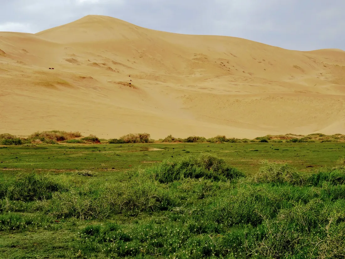 A high dune above a band of green vegetation