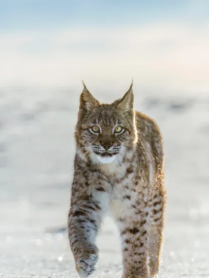 Eurasian lynx