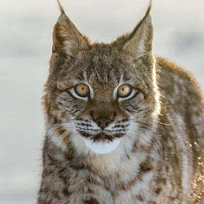 Eurasian lynx