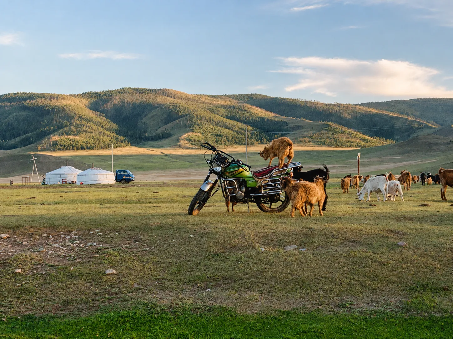 Goats crowding around a parked motorbike on summer grassland, gers and forested hills behind