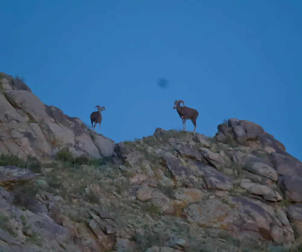 Two argali rams on a granite outcrop at Ikh Nart, at dusk.