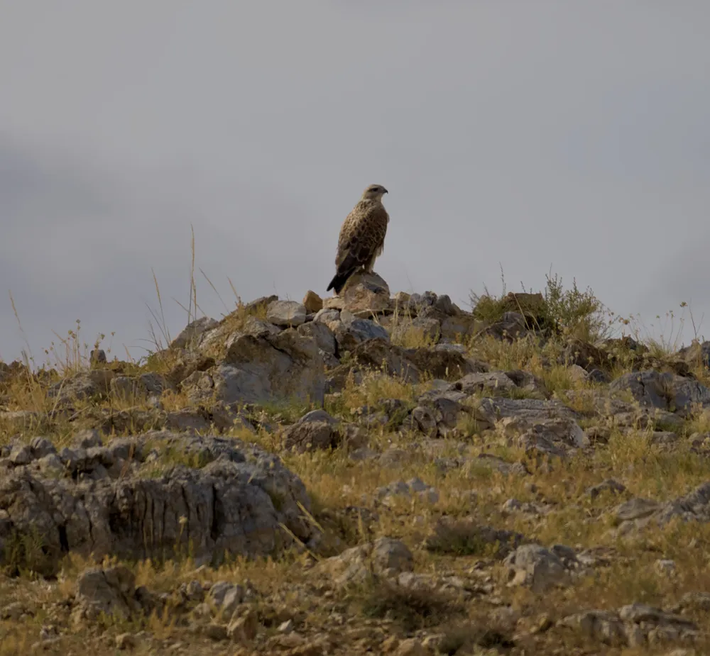 A bird of prey on a rocky outcrop at Ikh Nart.