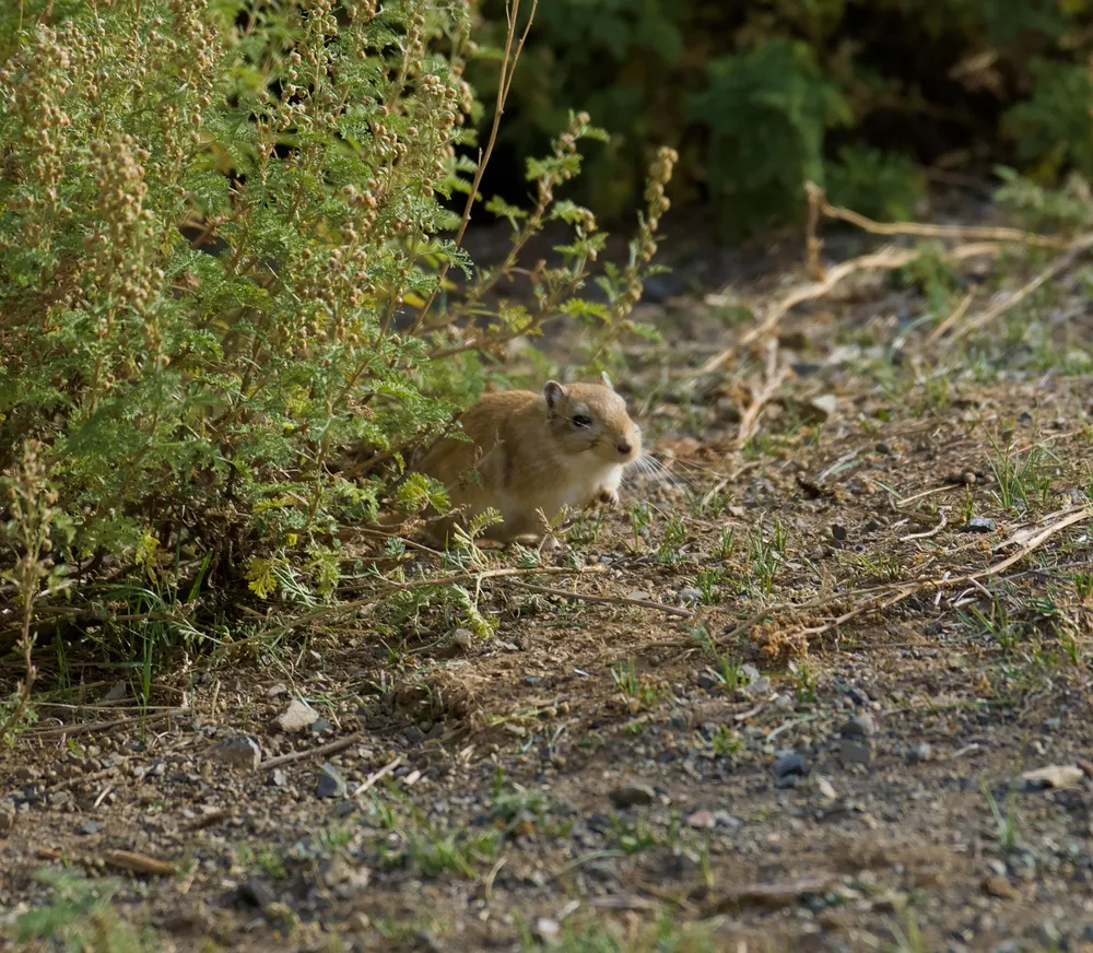 A gerbil at the edge of the scrub, near Yolyn Am.
