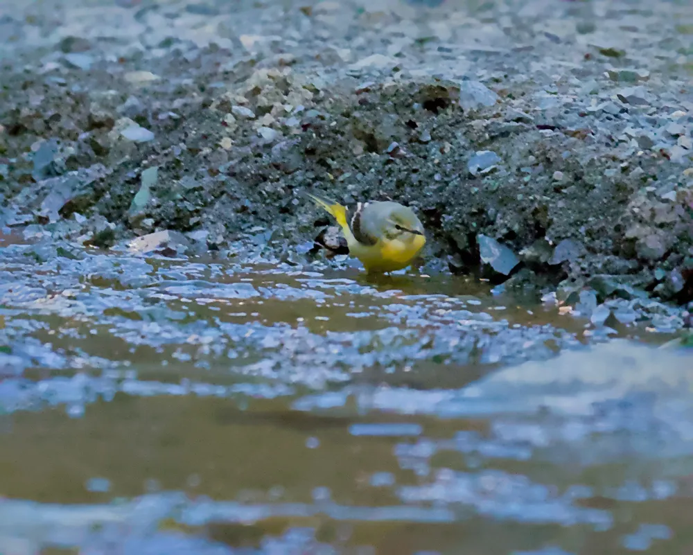 A grey wagtail along the stream at Yolyn Am.
