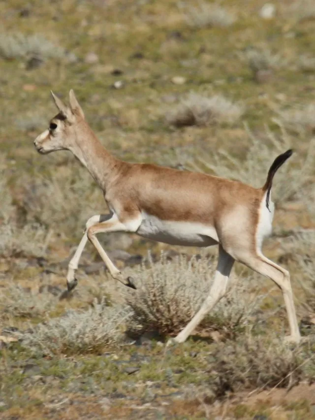 Goitered gazelle
