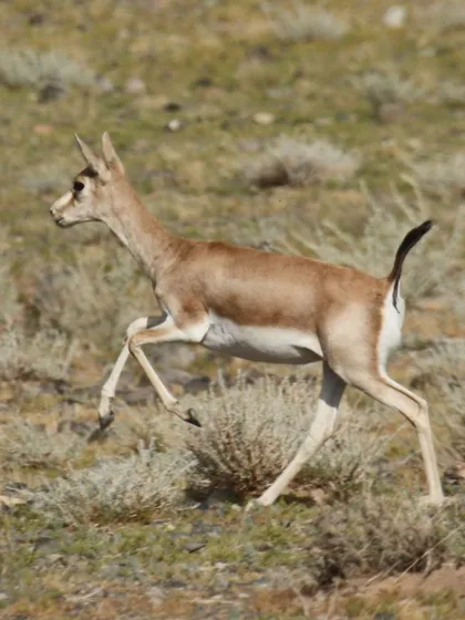 Goitered gazelle