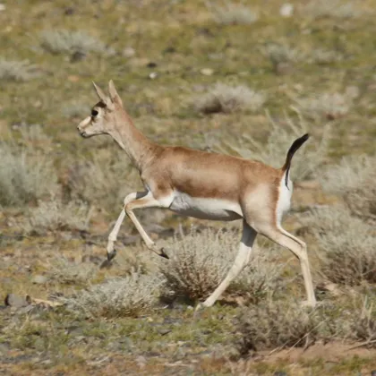 Goitered gazelle