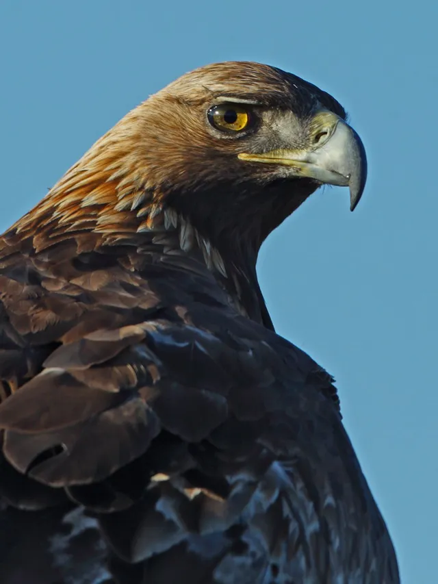 Golden eagle