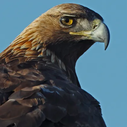 Golden eagle