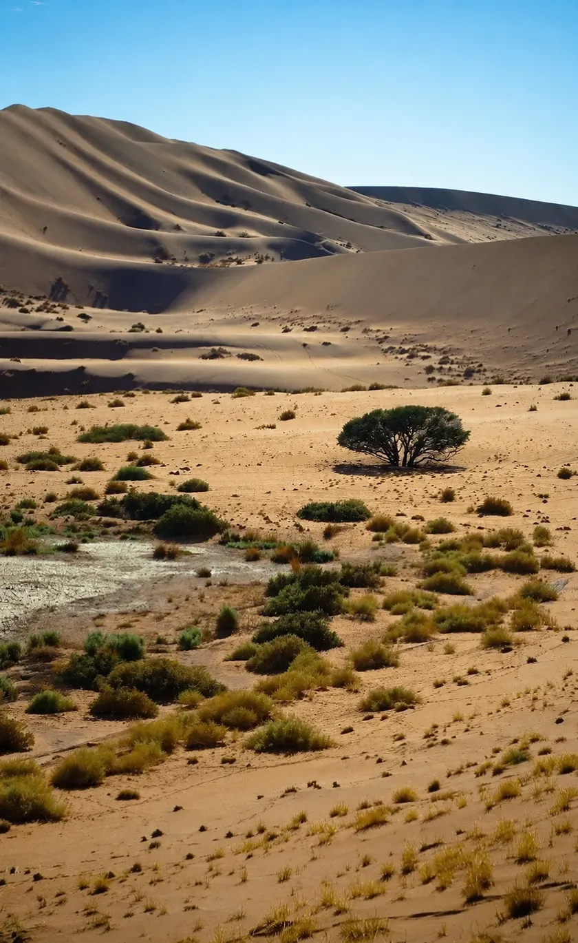 A lone tree on sand flats below a long dune, under a clear sky