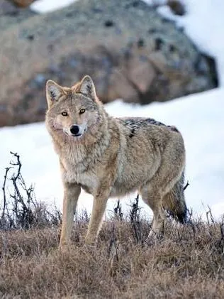 Grey wolf