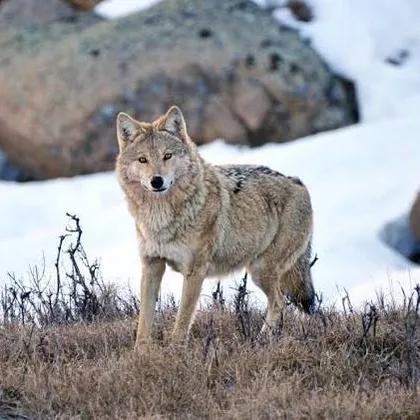 Grey wolf