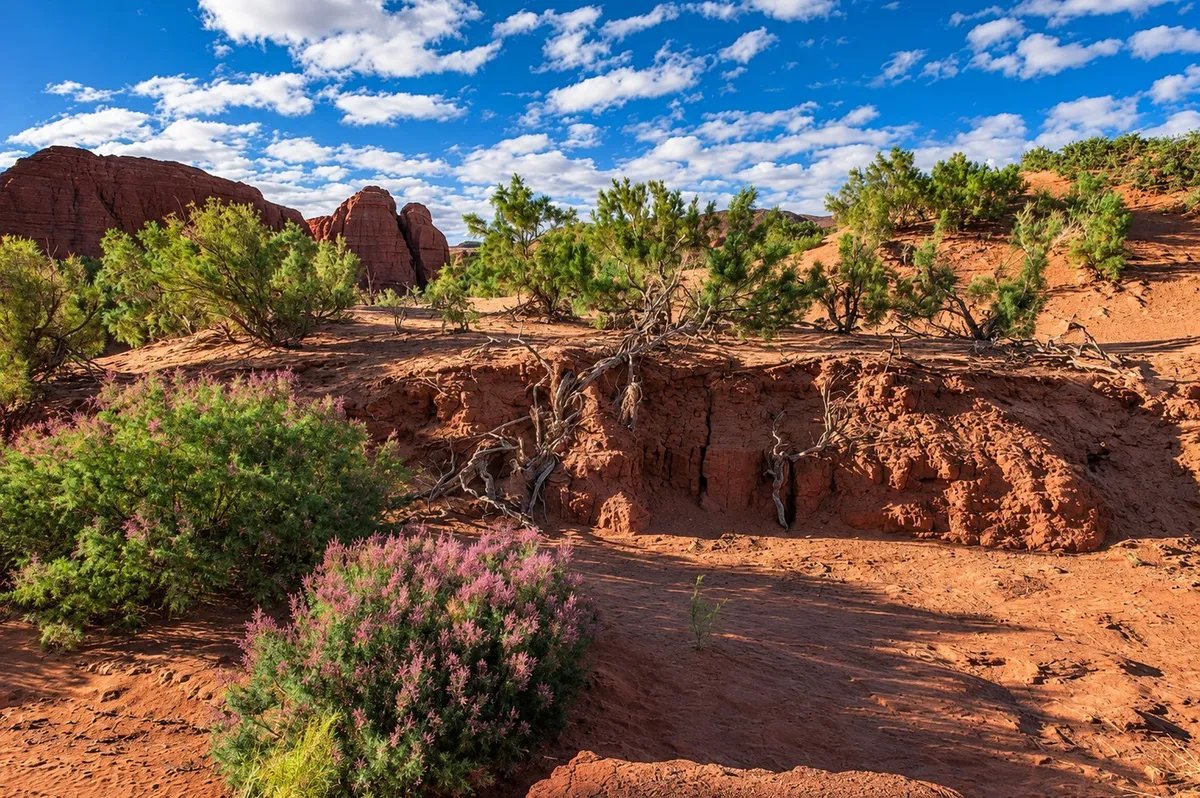 Saxaul trees and flowering shrubs on red sand below the cliffs of Hermen Tsav