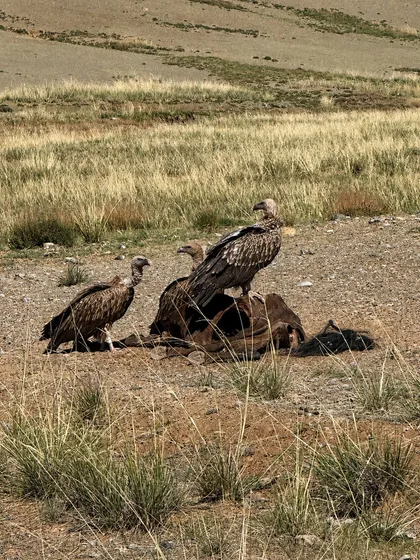 Himalayan vulture
