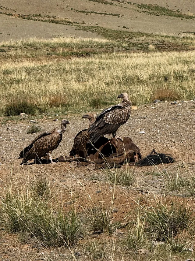 Himalayan vulture