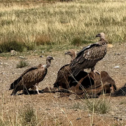 Himalayan vulture