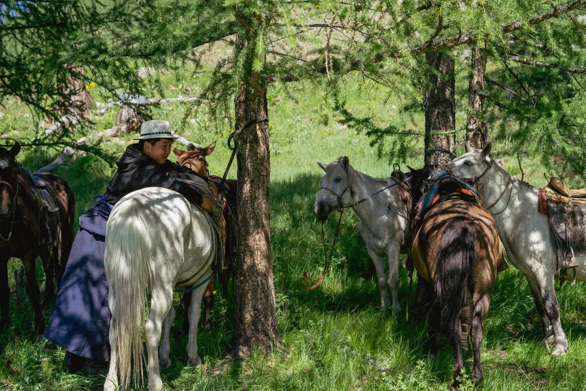 A horseman tacking up among larch trees, saddled horses tethered around him