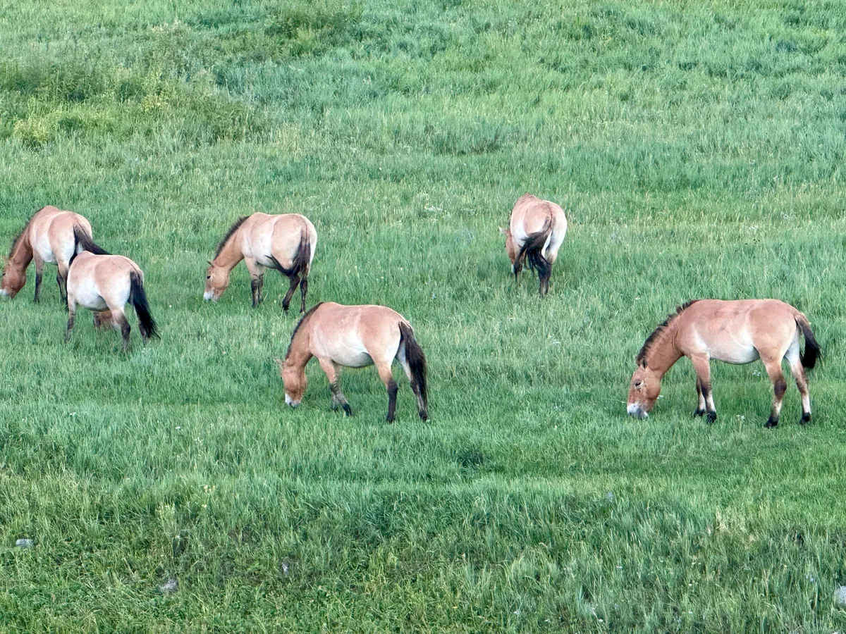 A band of takhi grazing on green grassland at Hustai