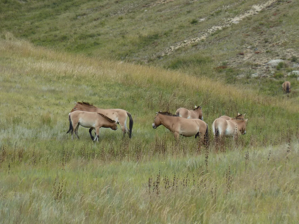 A band of takhi grazing a grassy hillside in Hustai